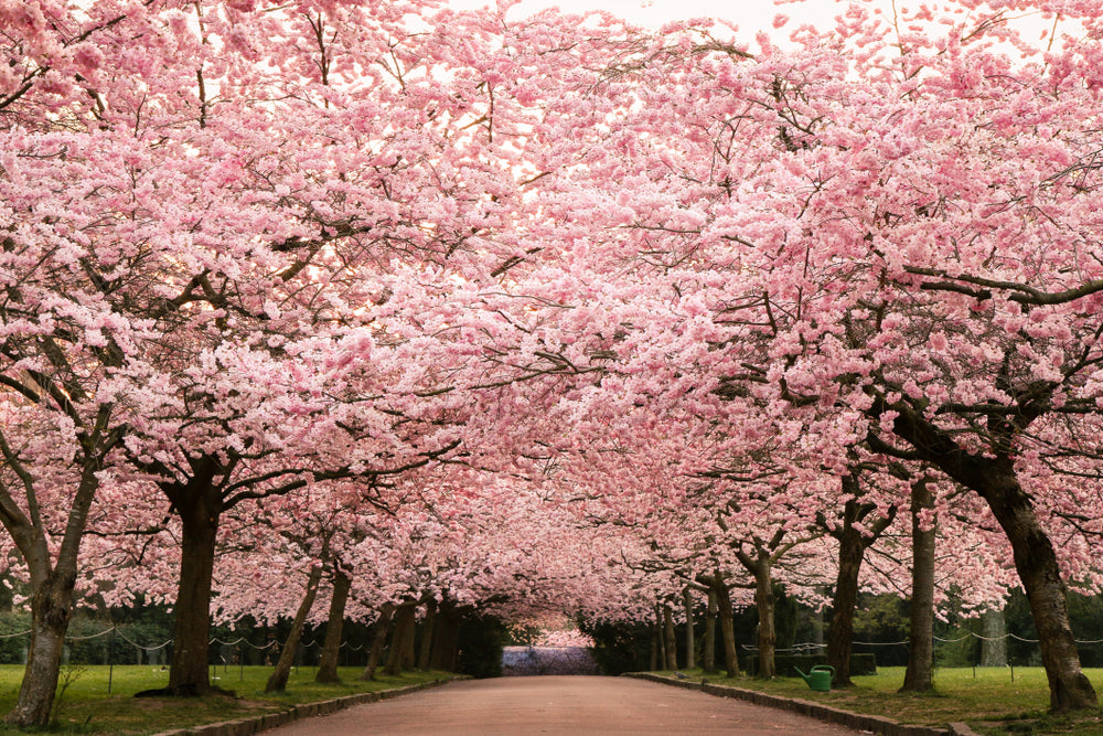 Blossom Trees Park Photograph Home Decor Premium Quality Poster Print Choose Your Sizes