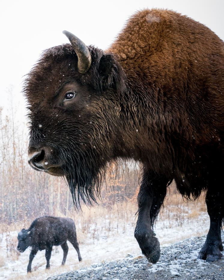 Bison Cows Portrait Photograph Home Decor Premium Quality Poster Print Choose Your Sizes