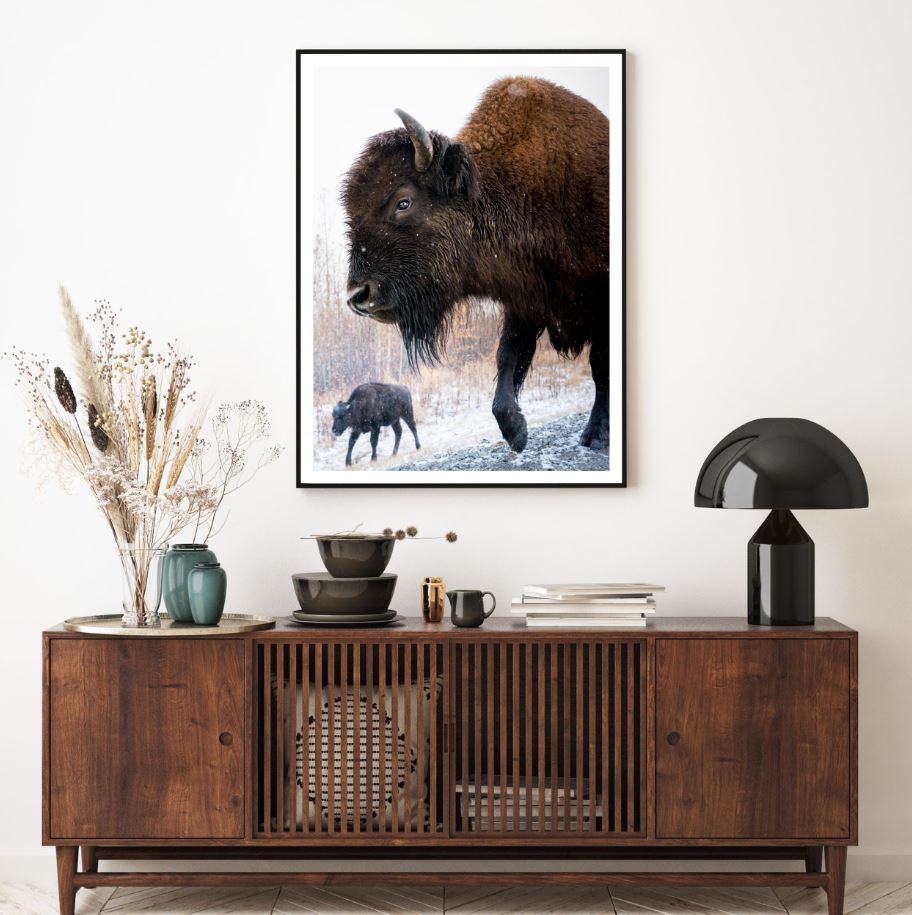 Bison Cows Portrait Photograph Home Decor Premium Quality Poster Print Choose Your Sizes