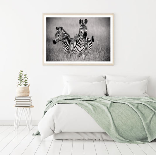 Zebras in Field B&W Photograph Home Decor Premium Quality Poster Print Choose Your Sizes