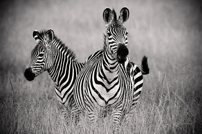 Zebras in Field B&W Photograph Home Decor Premium Quality Poster Print Choose Your Sizes