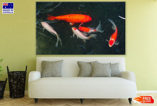 Colorful Fish in a Pond Photograph Print 100% Australian Made