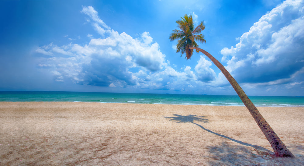 Plam Tree on Beach Photograph Home Decor Premium Quality Poster Print Choose Your Sizes