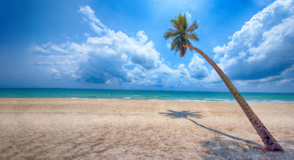 Plam Tree on Beach Photograph Home Decor Premium Quality Poster Print Choose Your Sizes