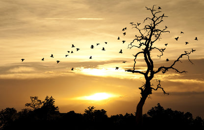 Dead Tree & Birds Flying View at Sunset Photograph Print 100% Australian Made
