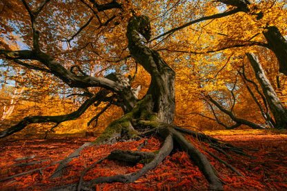 Autumn Tree Forest Photograph Print 100% Australian Made