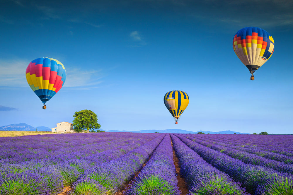 Hot Baloons Over Lavender Field Photograph Print 100% Australian Made