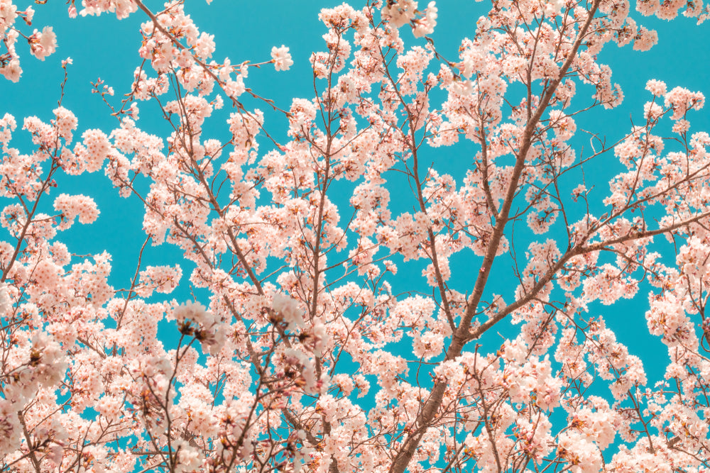 Beautiful Cherry Blossom Sakura Tree Floral Photograph Print 100% Australian Made