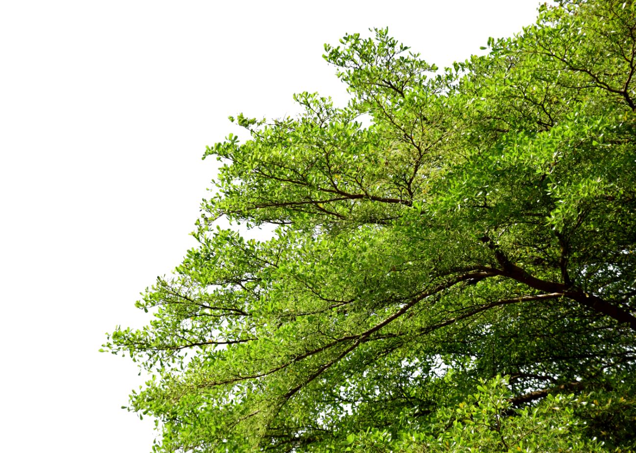 Stunning Tree Photograph Print 100% Australian Made