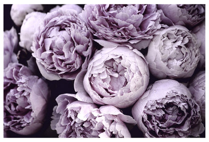 Purple Flowers Closeup Photograph Home Decor Premium Quality Poster Print Choose Your Sizes