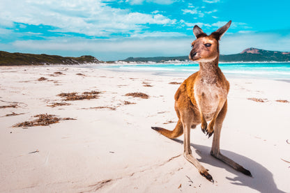 Australian Native Kangaroo on a Bright Beach Photograph Print 100% Australian Made