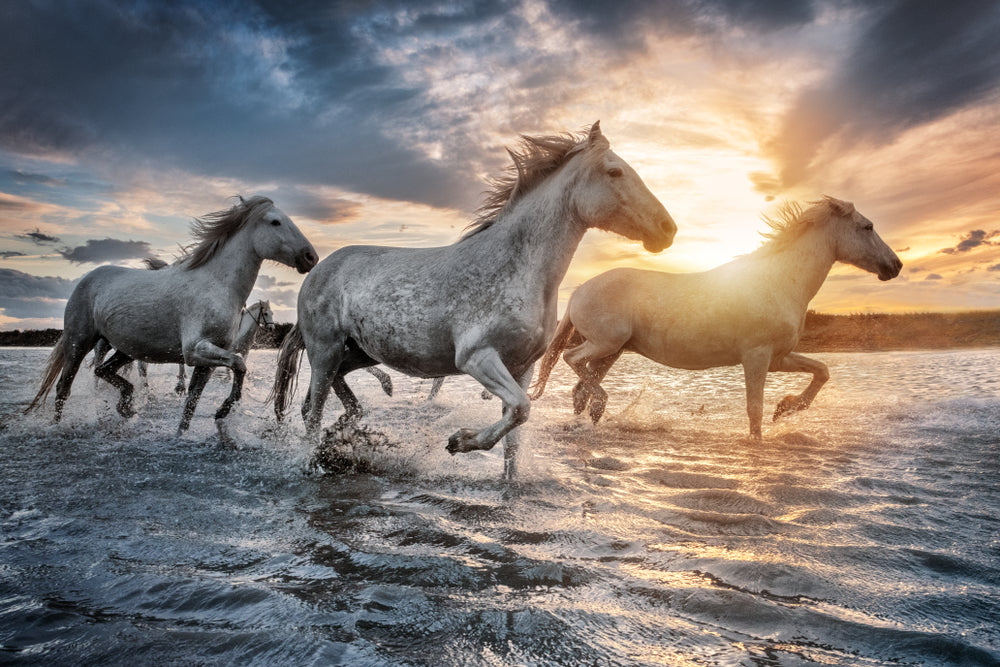 Horses Running on Water Photograph Print 100% Australian Made