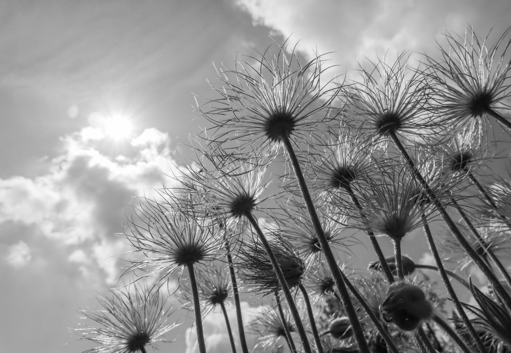 Flower Beneath View B&W Scenery Photograph Home Decor Premium Quality Poster Print Choose Your Sizes