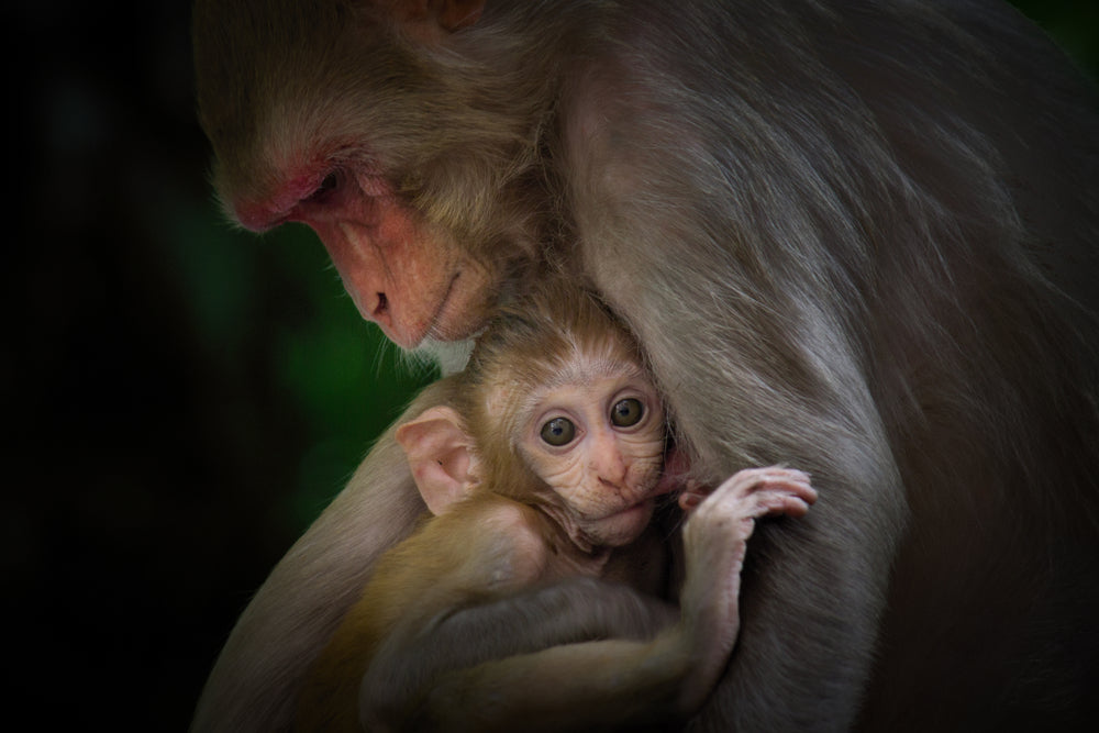 Monkey & Baby Portrait Photograph Print 100% Australian Made