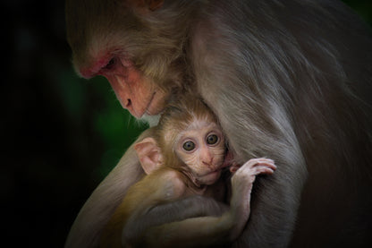 Monkey & Baby Portrait Photograph Print 100% Australian Made