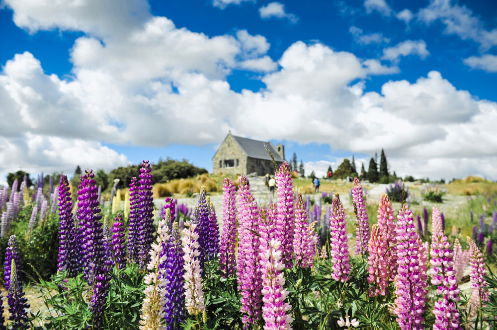 House Near Flower Field Scenery Print 100% Australian Made