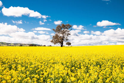 Yellow Flower Field Photograph Home Decor Premium Quality Poster Print Choose Your Sizes