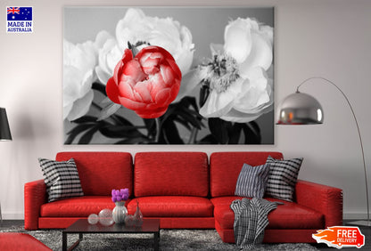 Red Peony Flowers B&W Closeup Photograph Print 100% Australian Made