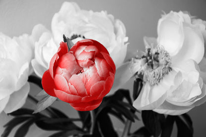 Red & White Peonies in Vase B&W Phtotograph Home Decor Premium Quality Poster Print Choose Your Sizes