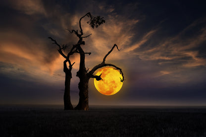 Tree & Moon Stunning Photograph Home Decor Premium Quality Poster Print Choose Your Sizes