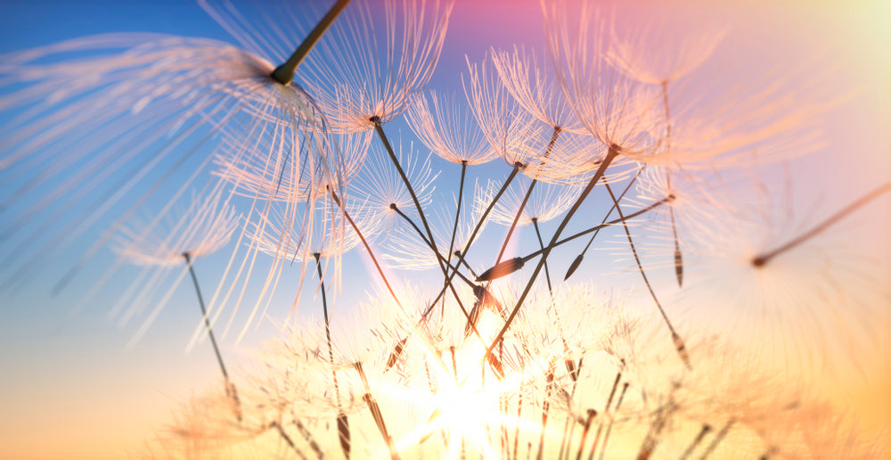 Dandelion Flowers Closeup Photograph Print 100% Australian Made