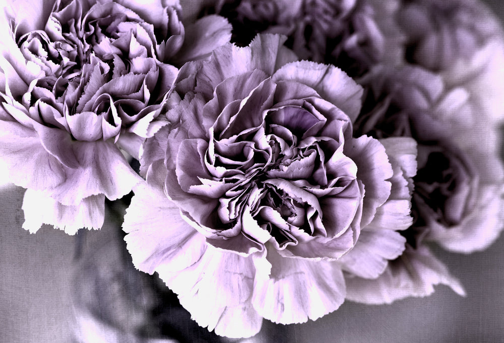 Peony Flowers Macro Photograph Home Decor Premium Quality Poster Print Choose Your Sizes