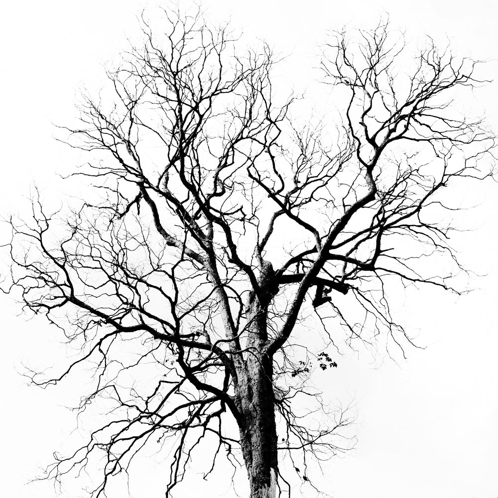 Square Canvas Dead Tree B&W Photograph High Quality Print 100% Australian Made