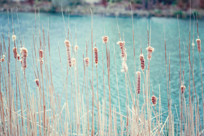 Wetland Grass Stunning Photograph Print 100% Australian Made