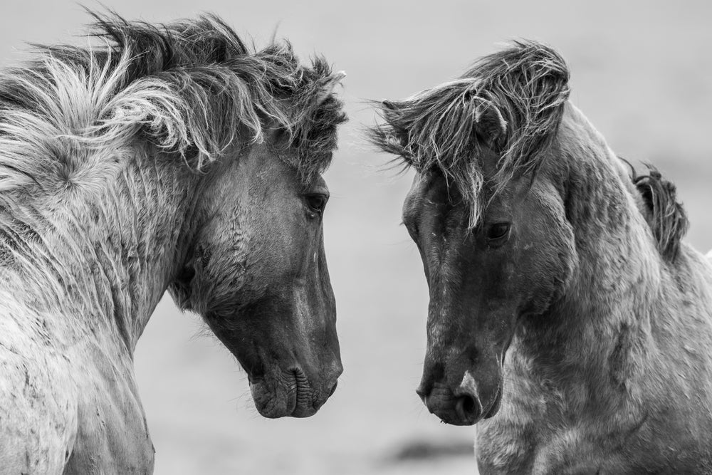 Horse Couple B&W Photograph Print 100% Australian Made