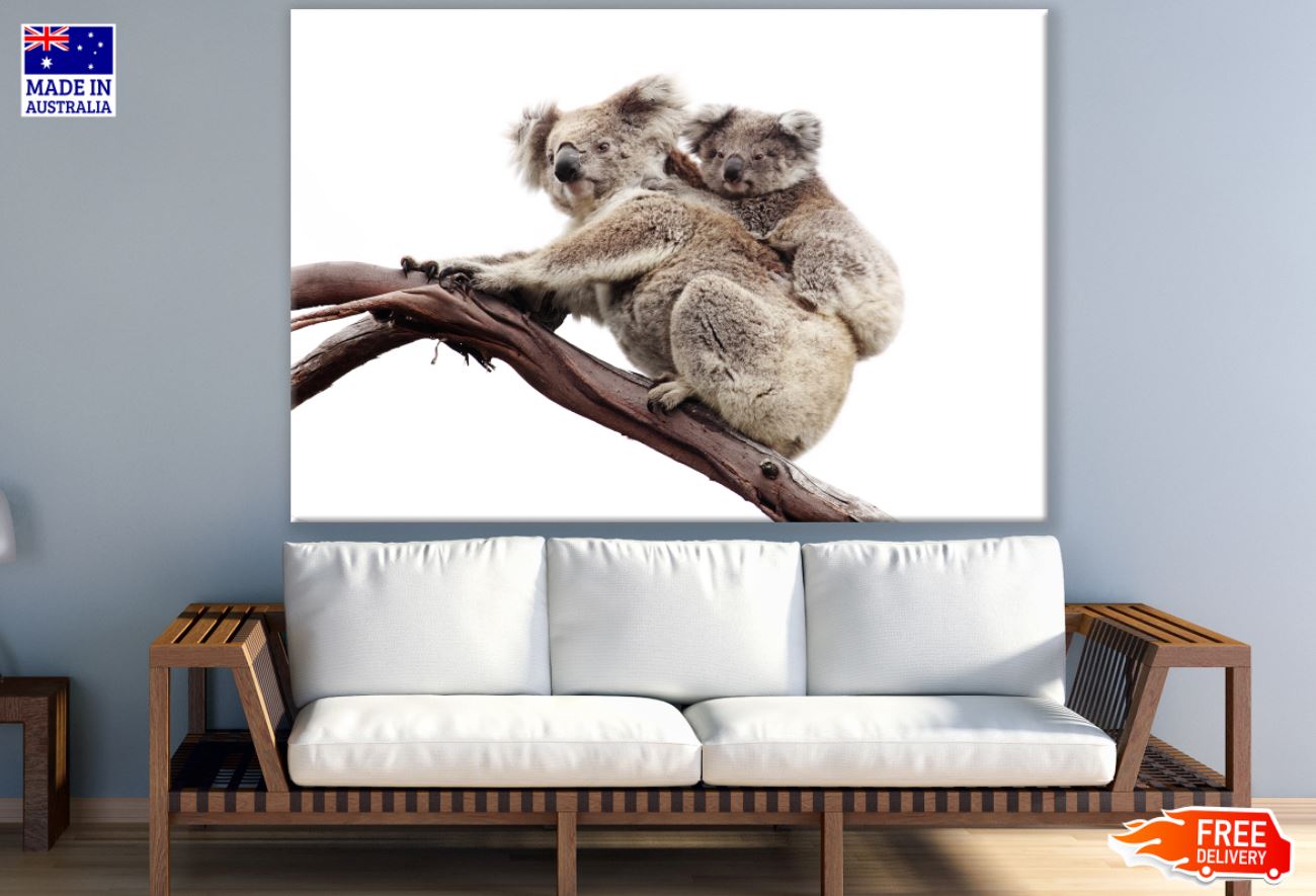 Koala & Baby on Tree Photograph Print 100% Australian Made