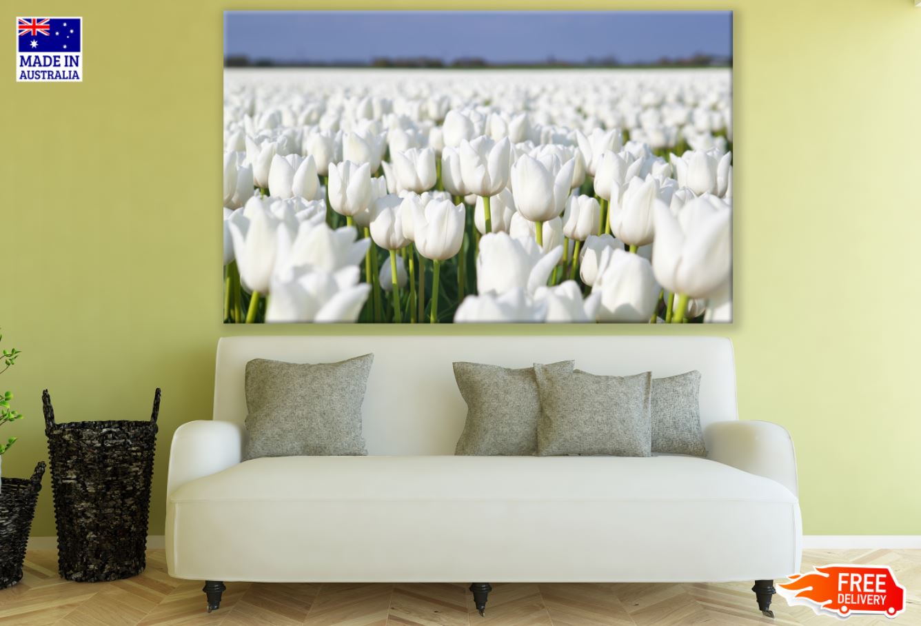 White Tulips Field Photograph Print 100% Australian Made