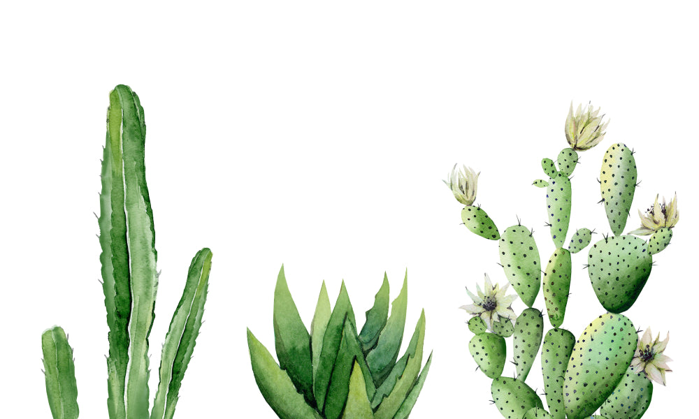 Cactus Plants Watercolor Painting Print 100% Australian Made