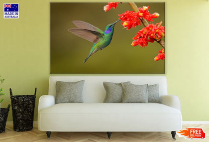 Humming Bird with Red Flowers Photograph Print 100% Australian Made