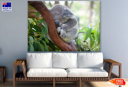 Koala Bear on a Tree Photograph Print 100% Australian Made