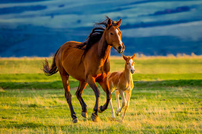 Horse & Foal Running Photograph Print 100% Australian Made