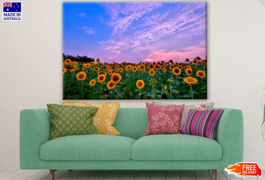Sunflower Field Photograph Print 100% Australian Made