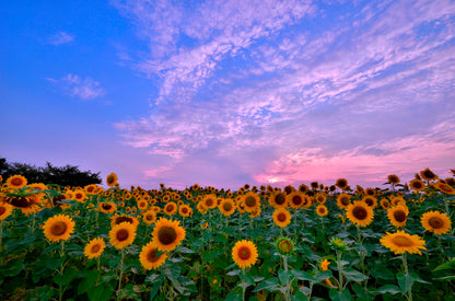 Sunflower Field Photograph Print 100% Australian Made