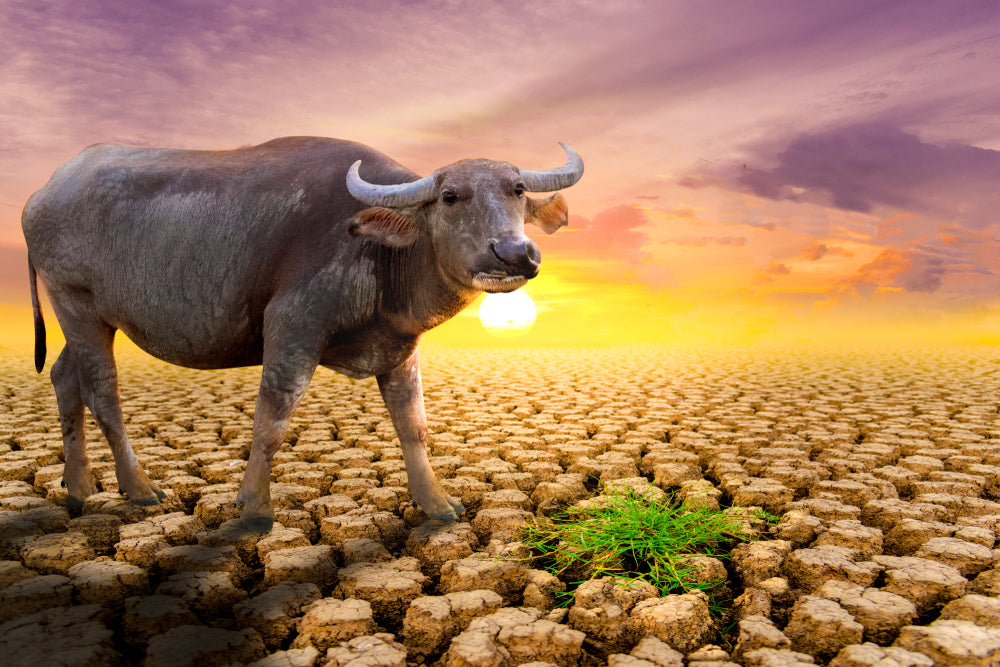 Buffalo in a Desert Ground Sunset Photograph Print 100% Australian Made