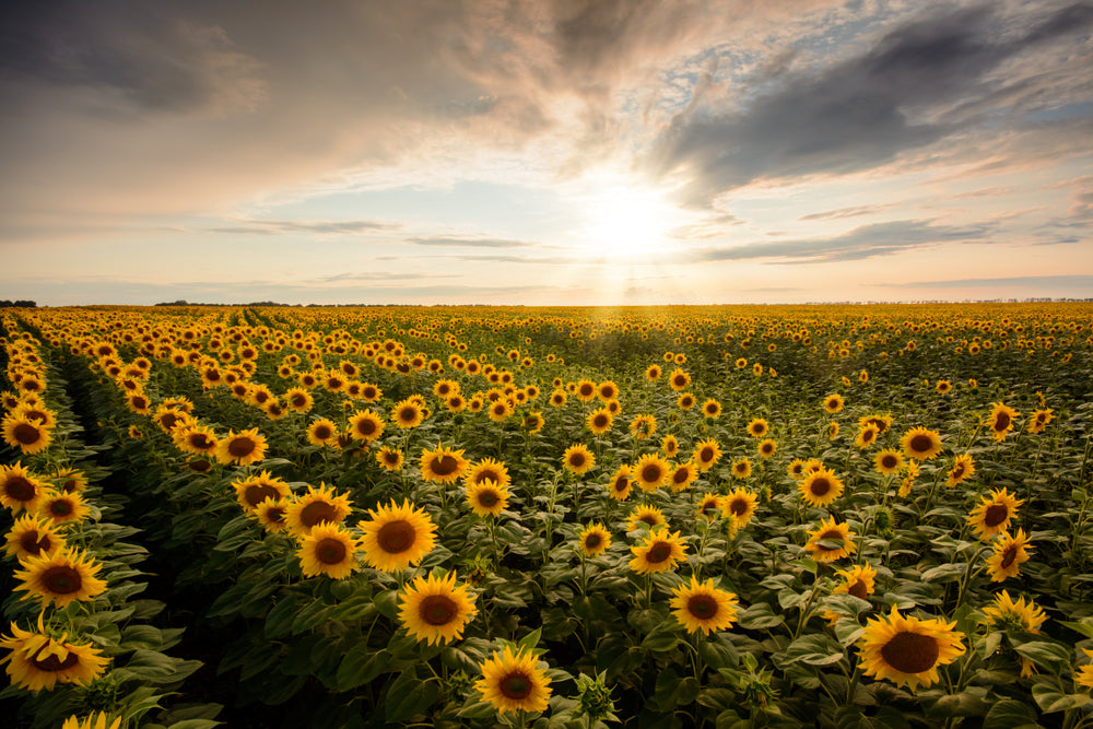 Sunflower Field Sunset Landscape Scenery Photograph Print 100% Australian Made