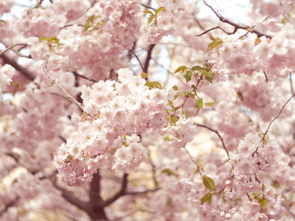 Spring Pink Sakura flower Tree Photograph Print 100% Australian Made