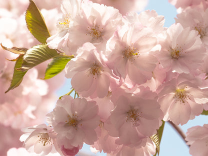 Pink Sakura Flowers on Tree Photograph Print 100% Australian Made