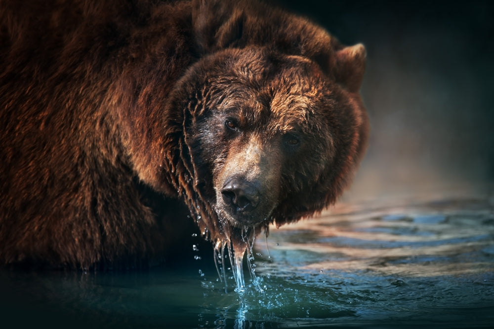 Bear on Water Closeup Photograph Home Decor Premium Quality Poster Print Choose Your Sizes