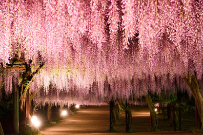 Blossom Trees Photograph Print 100% Australian Made