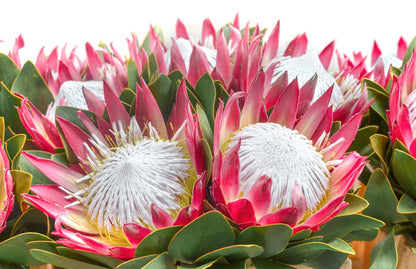 Red & White Flowers Photograph Home Decor Premium Quality Poster Print Choose Your Sizes
