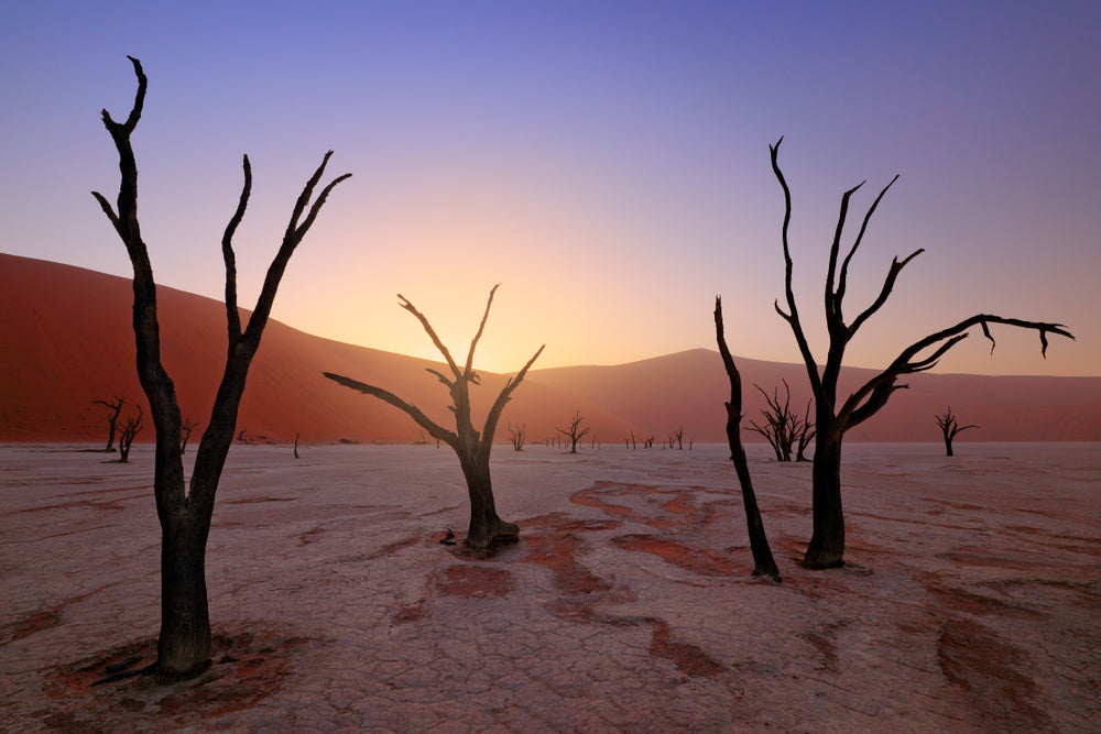 Dead Trees on Desert at Sunset Photograph Print 100% Australian Made