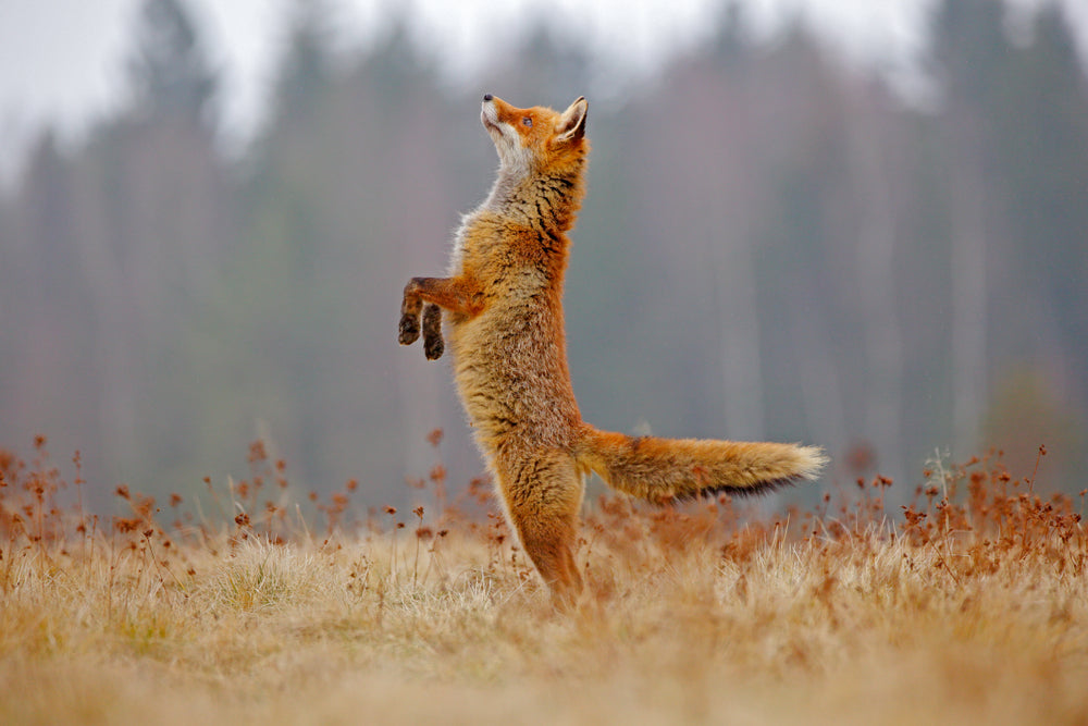Fox jumping on Dry Grass Photograph Print 100% Australian Made