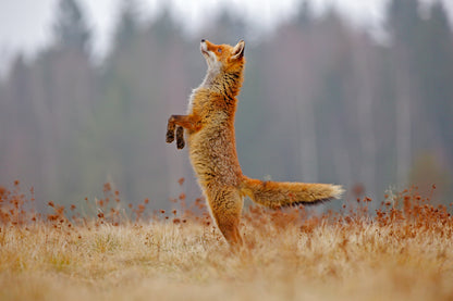 Fox jumping on Dry Grass Photograph Print 100% Australian Made