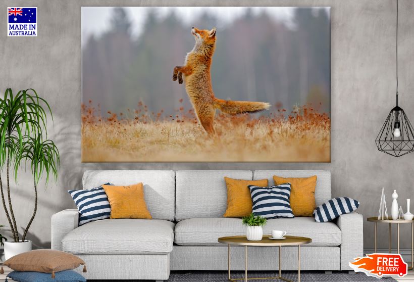 Fox jumping on Dry Grass Photograph Print 100% Australian Made