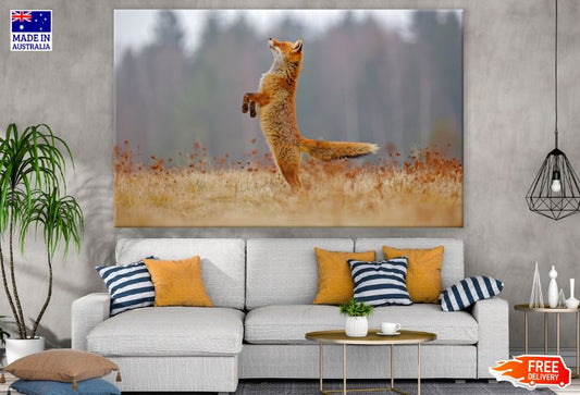 Fox jumping on Dry Grass Photograph Print 100% Australian Made
