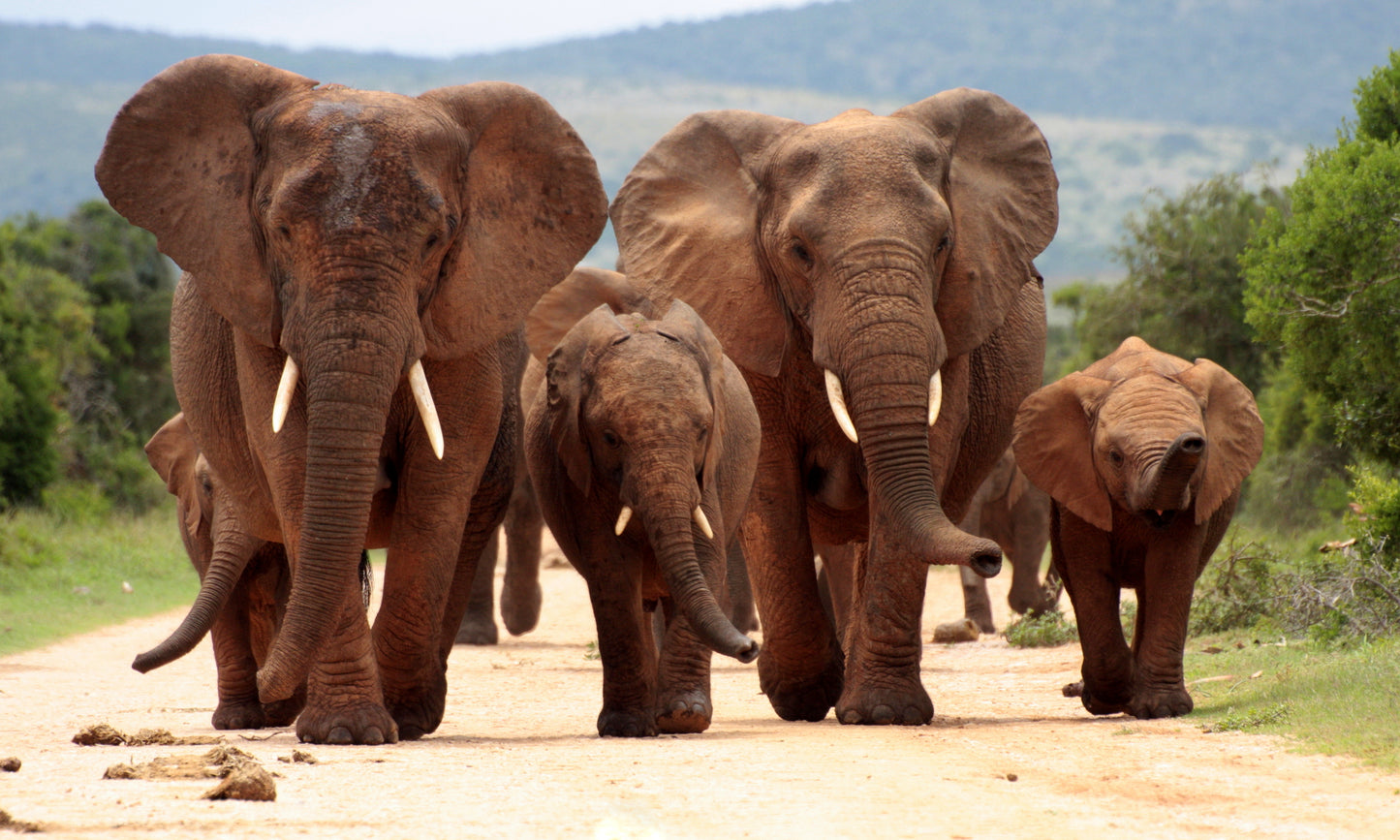 Elephant Family Walking along the Road Photograph Print 100% Australian Made